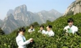 雁茗