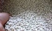 白银豆