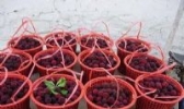 荸荠杨梅