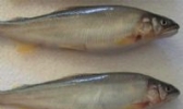 香鱼