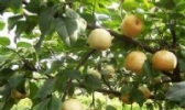 三门翠冠梨