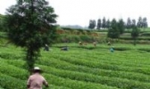 车门湾茶叶