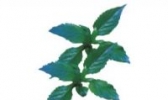 萌菜
