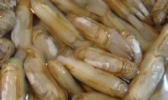 三门缢蛏