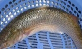 新河鲻鱼
