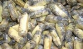 缢蛏