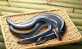 嵊泗鳗鱼