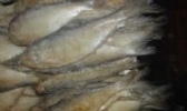 醉鳓鱼