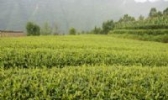 章镇茶叶