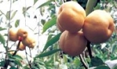 谢塘黄花梨