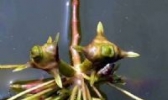 绍兴菱