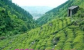 嵊州茶叶