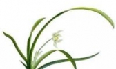 绍兴兰花