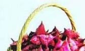 绍兴大菱