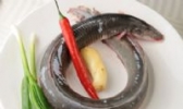 绍兴河鳗