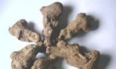 新昌白术