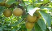 洪合蜜梨