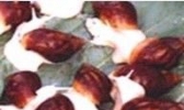 蜗牛