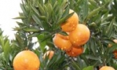 黄沙坞柑橘