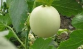 玉菇