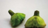 南湖菱