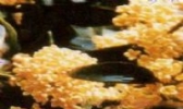 塔峙桂花