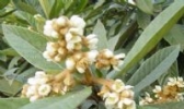 宁海白枇杷花茶