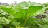 周巷榨菜