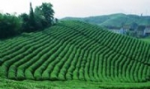 河姆渡茶叶