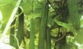 丝瓜