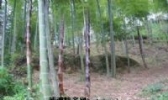 鄞州竹笋