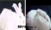 镇海长毛兔