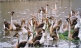 灰天鹅