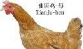 宁海梅林鸡