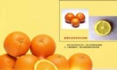 象山蜜橘
