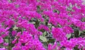 花卉苗木