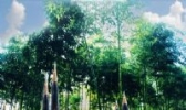 余姚雷竹生