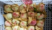 新登半山桃子