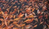 千岛湖鱼