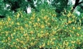 西湖桂花