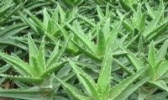 冰糖芦荟