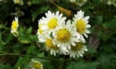 杭菊
