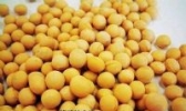 铜陵大豆