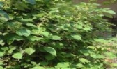 铜陵苎麻