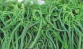 望江蕨菜