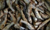 天仙河小河鱼