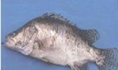 赛口鳜鱼