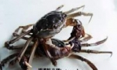 黄湖大闸蟹