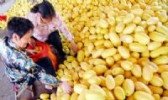 和县黄金瓜