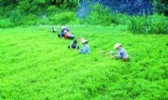 含山绞股蓝